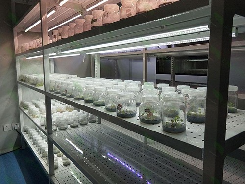 南充植物组织培养实验室设计建设方案